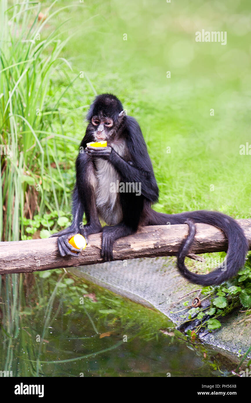 Geoffroy's Spider monkey (Ateles geoffroyi), auch als Die schwarze Hand spider Monkey - Prag, ZOO, Troja, Tschechische Republik bekannt Stockfoto