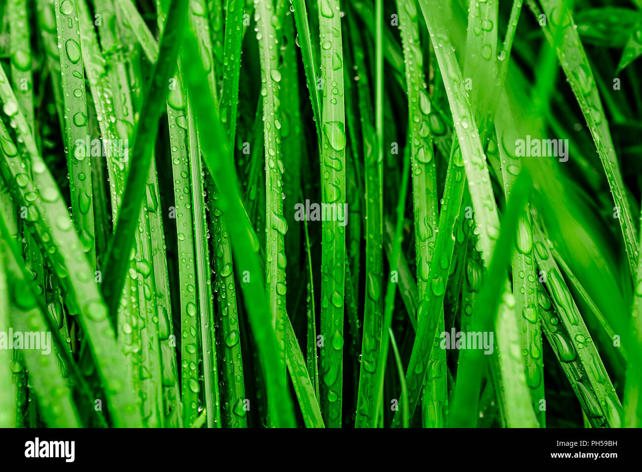 Foto von langen Gras mit Regen Tröpfchen abgedeckt. Stockfoto