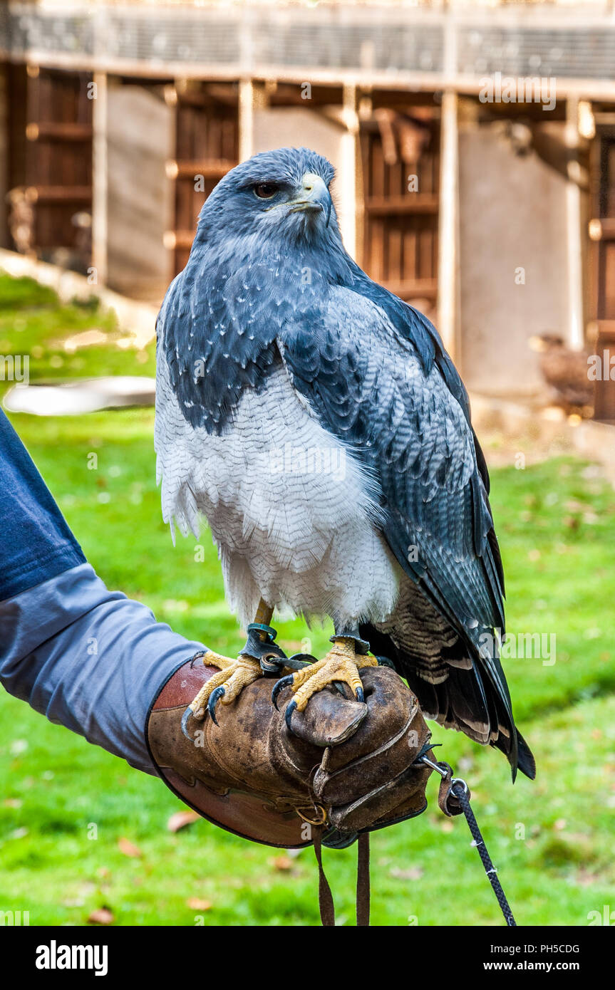 Ein chilenischer Blue Eagle, stehend auf seinem falconer (austringer) Stockfoto