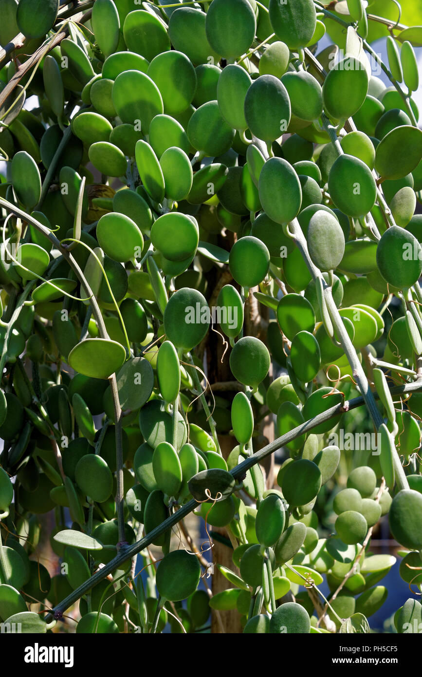 Xerosicyos ist eine blühende Pflanze, Gattung der Familie Cucurbitaceae. Stockfoto