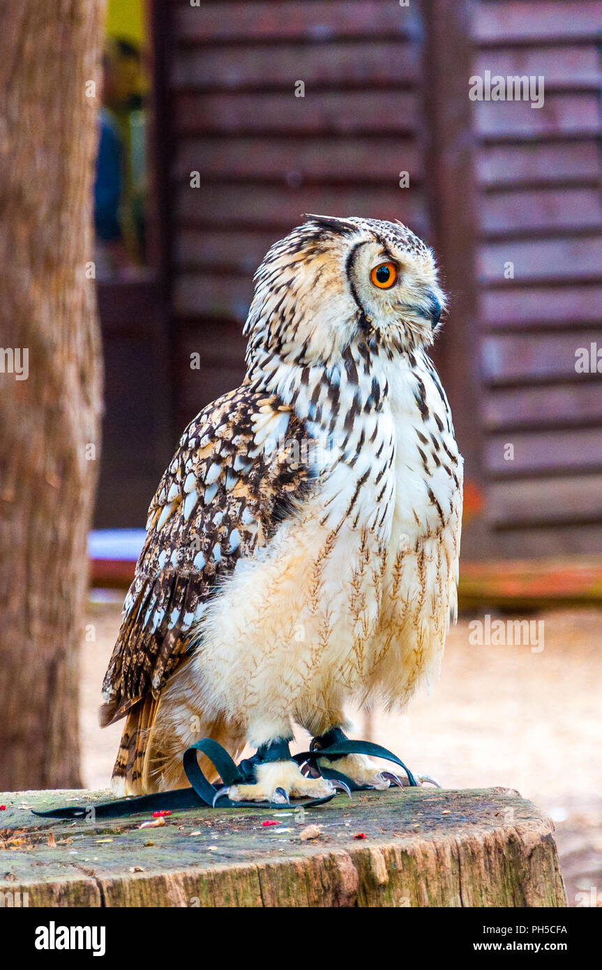Eine junge Lange eared owl im Profil, auf einem Baumstamm Stockfoto