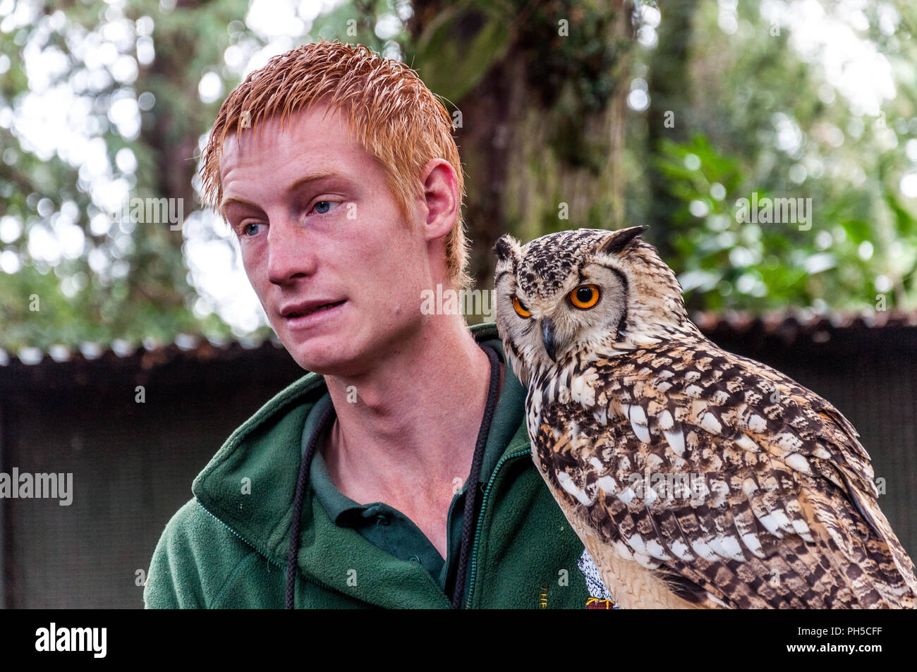 Eine junge Lange eared owl mit Ingwer behaarte männliche Handler Stockfoto