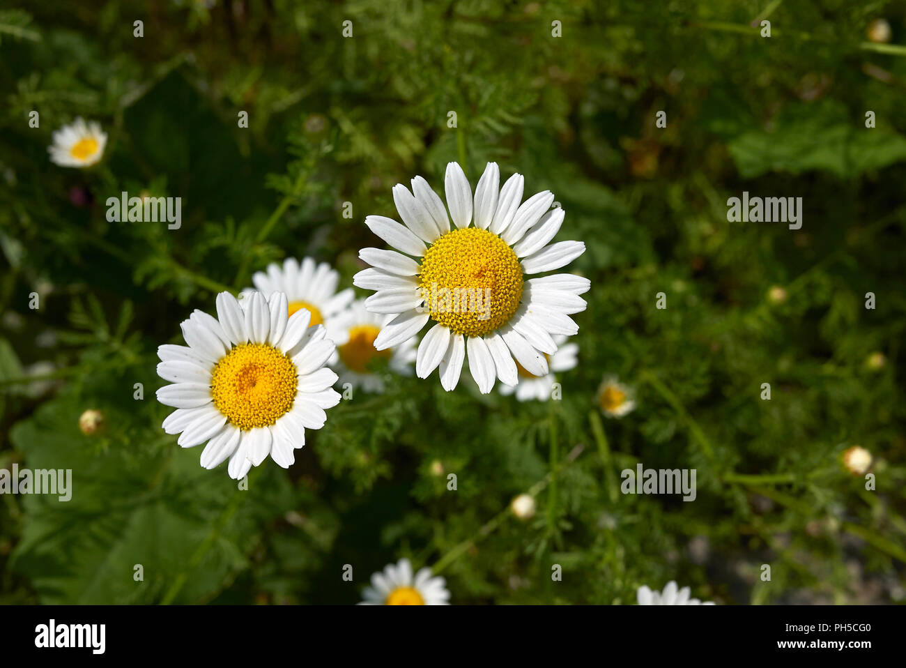 Anthemis arvensis Blumen Stockfoto