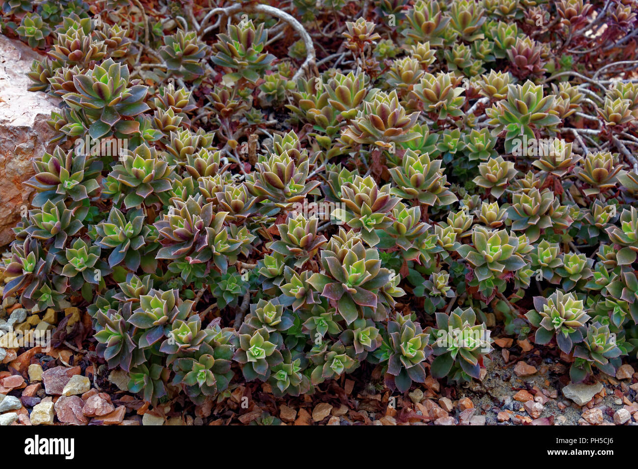 Aeonium Anstand (Grüne Windrad) Stockfoto