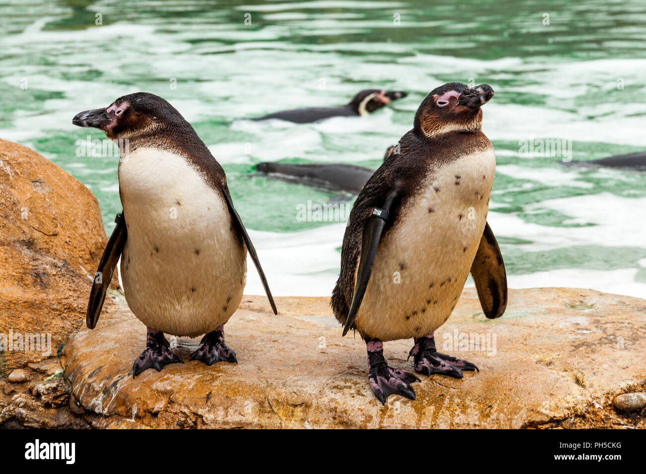 Zwei Galapagos Pinguine Stockfoto