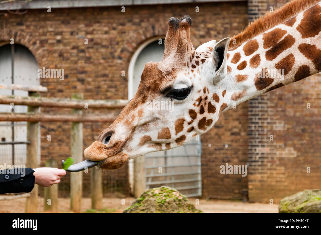 Eine Giraffe essen ein Blatt von einer ausgestreckten Hand Stockfoto
