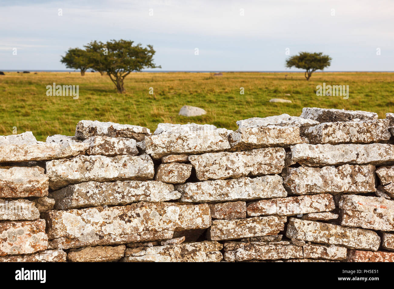 Kalkstein Mauer aus Stein mit einsamen Baum auf einem Moor Stockfoto