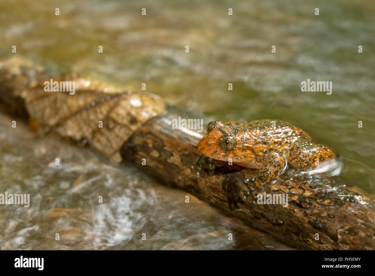 Frosch, über einem Wald stream, in Langen erfasst Stockfoto