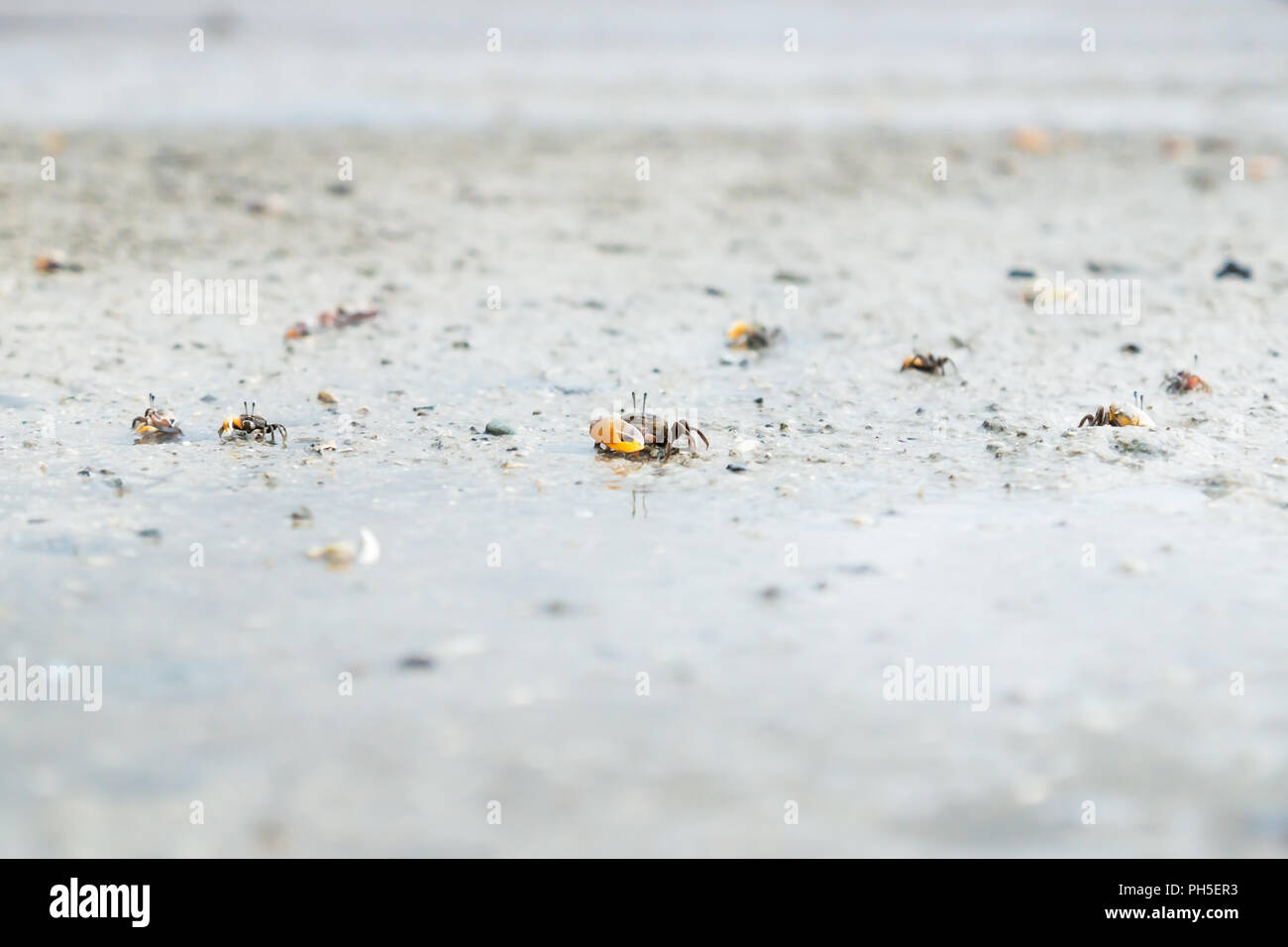 Kleine Krebse Armee in den Sand der Insel Koh Mook, Thailand Stockfoto