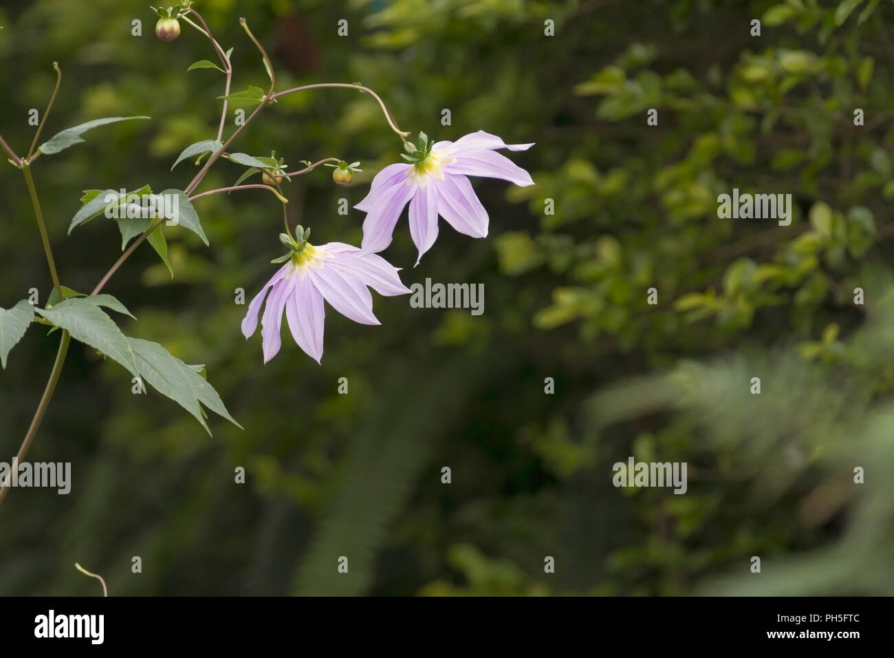 Lilafarbenen Blüten von Dahlia imperialis Stockfoto