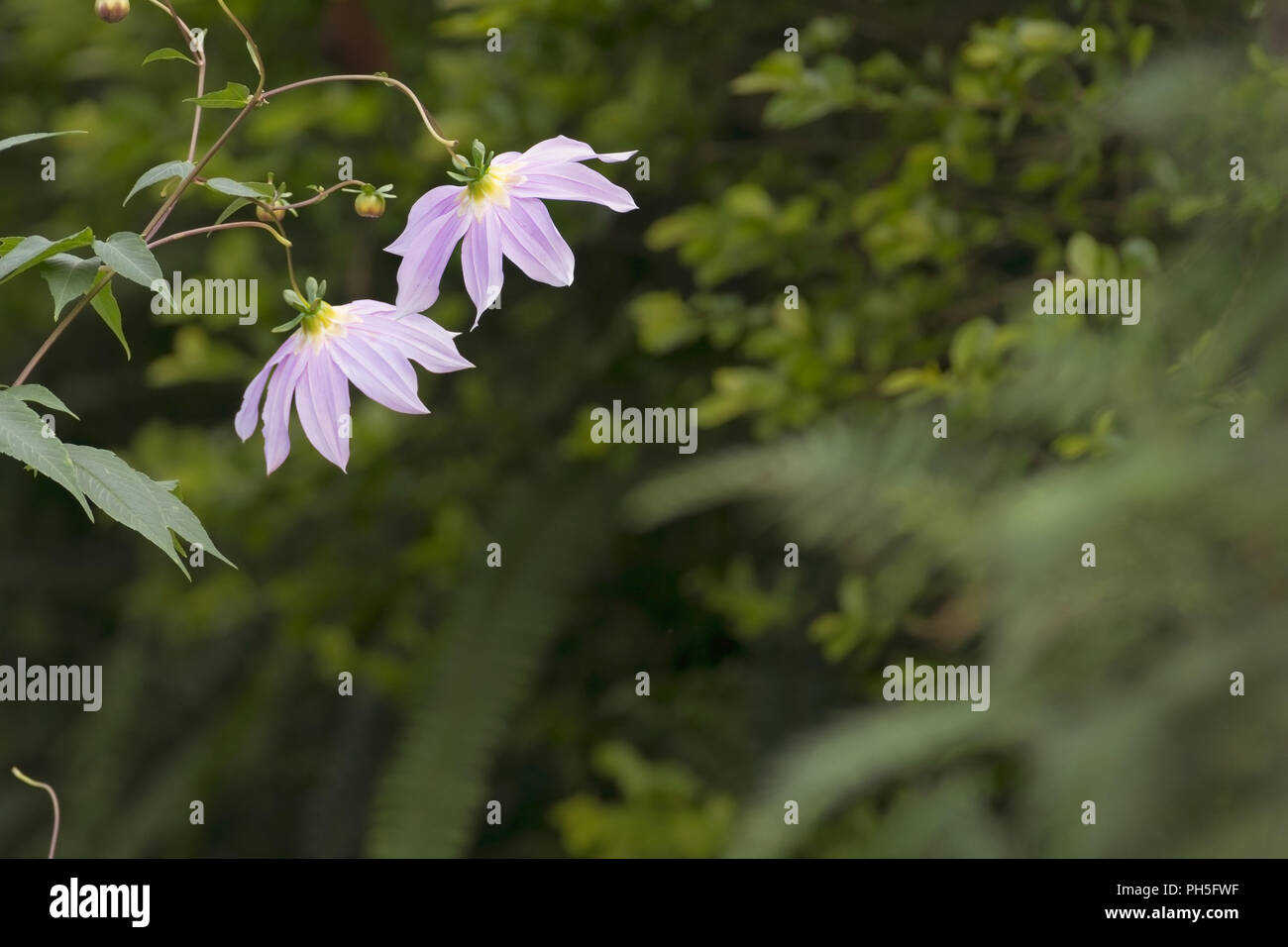 Lilafarbenen Blüten von Dahlia imperialis Stockfoto