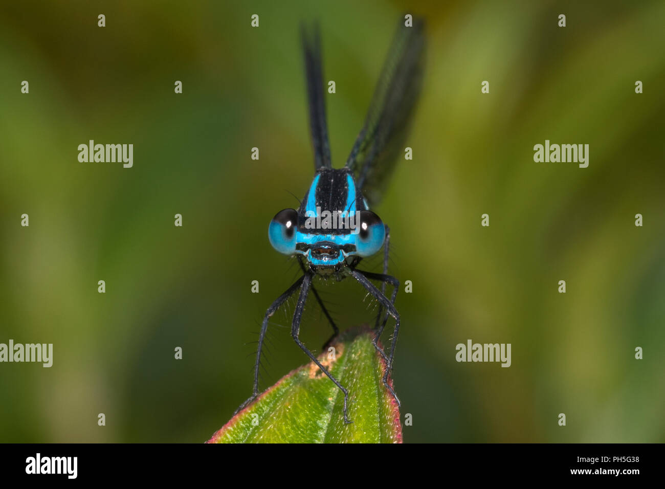 Nahaufnahme eines Nilgiri Bambootail Damselfly Stockfoto