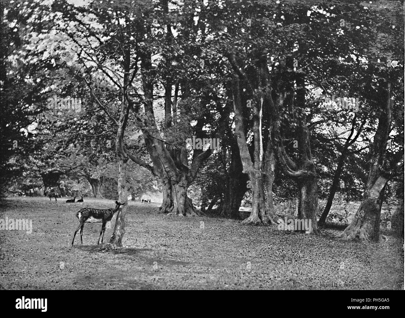 "Epping Forest: Buchenholz, in der Nähe der Hohen Buche', c 1896. Artist: Christopher George Cutchey. Stockfoto