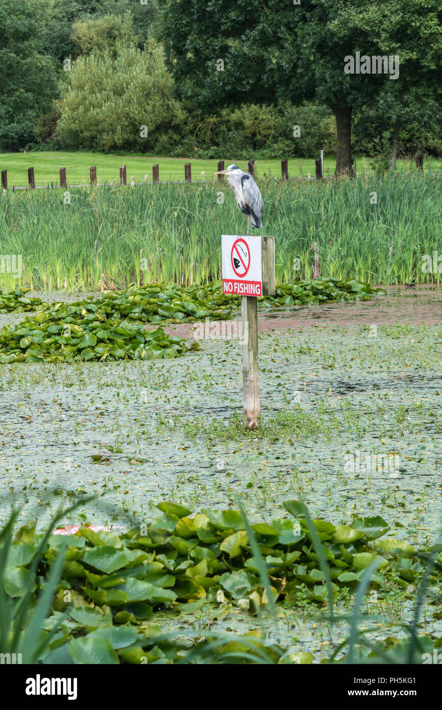 Kein bewuchszeichen auf einem bretterzaun Fotos und Bildmaterial in