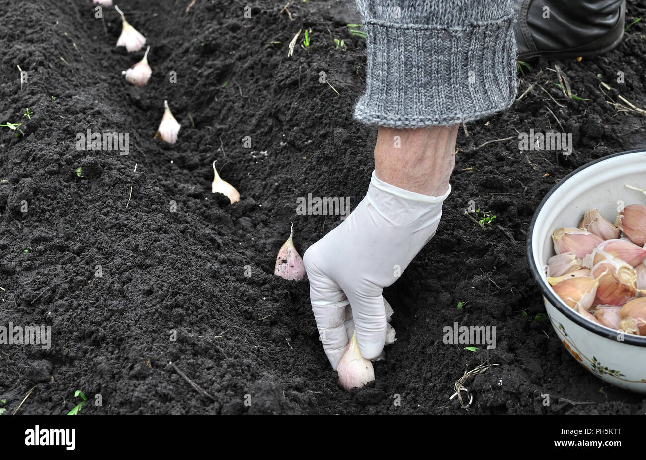 Farmer es Hand Pflanzung Knoblauch im Gemüsegarten Stockfoto