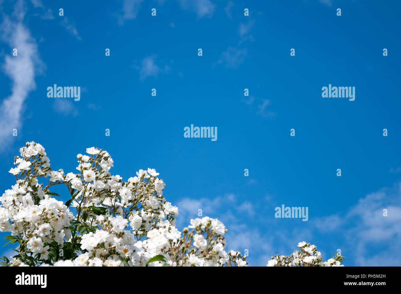 Weiß rambling Rose gegen den blauen Himmel. Stockfoto