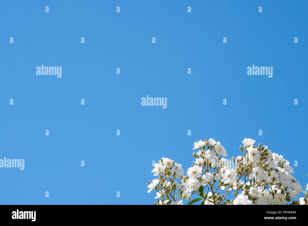 High-key-Hintergrund von weißen Rosen auf blauen Himmel. Stockfoto