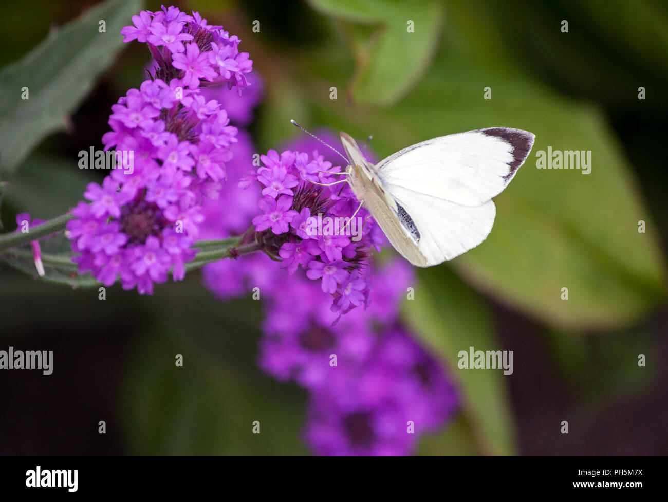 Pieris brassicae, weiß Großer Schmetterling Close-up auf eine Pflanze, Verbena rigida, schlanke Vervain, knötchenförmige Vervain, Lila hell Blume auf Hintergrund sitzt Stockfoto