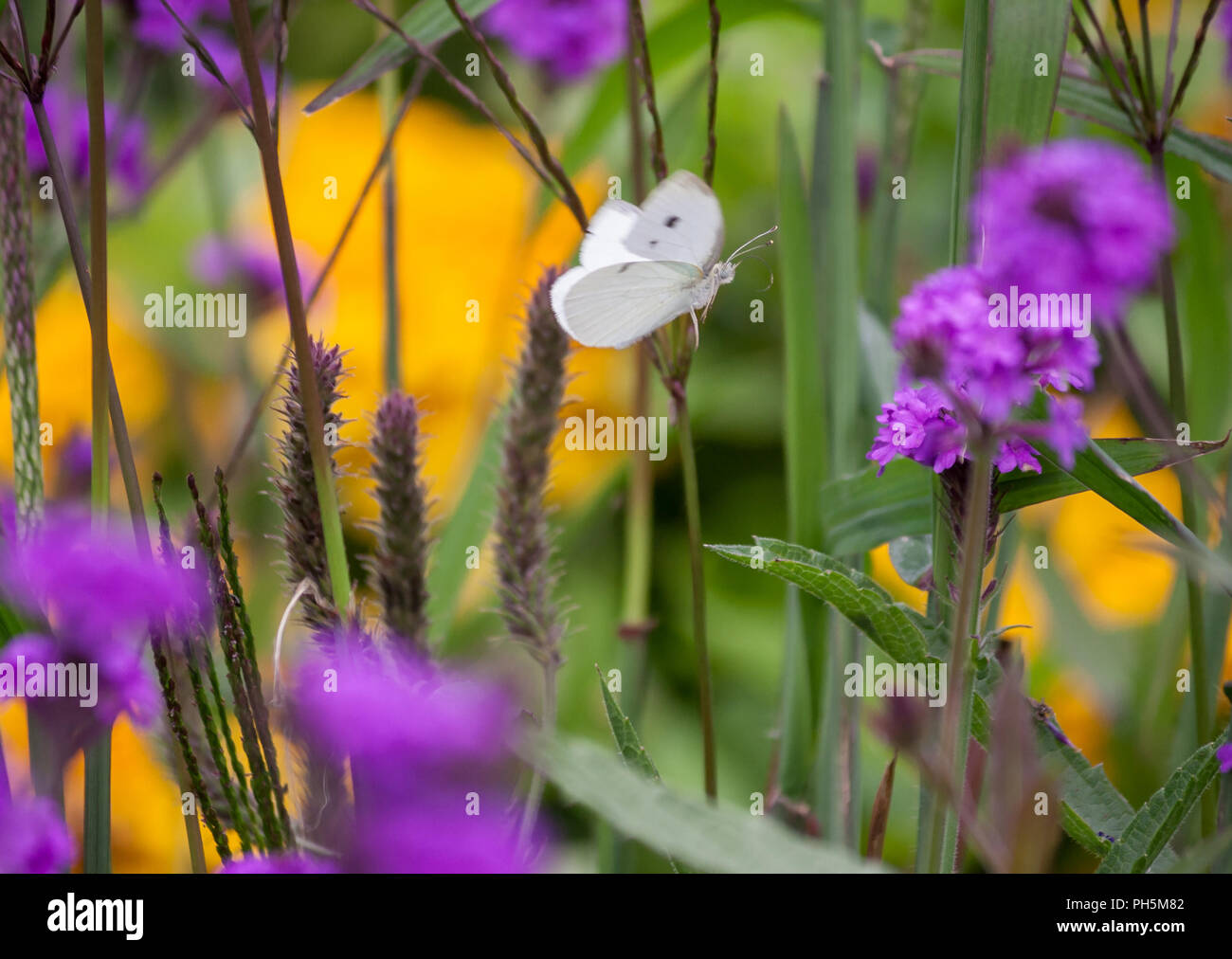 Pieris brassicae, weiß Großer Schmetterling fliegt durch das Feld mit Lila und Gelb der Blumen, um die grünen Blätter, pflanze Verbena rigida, Stockfoto