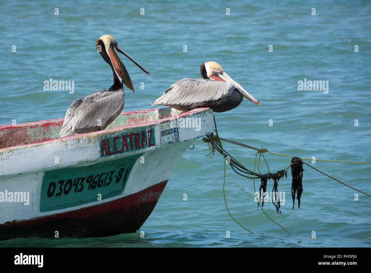 Pelikane auf einem Panga in der Bucht von La Paz, Baja California Sur, Mexiko. Stockfoto