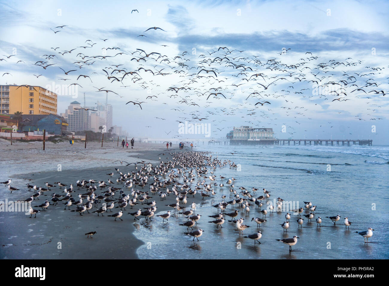 Schwarm Möwen in Daytona Beach, Florida FL. Stockfoto