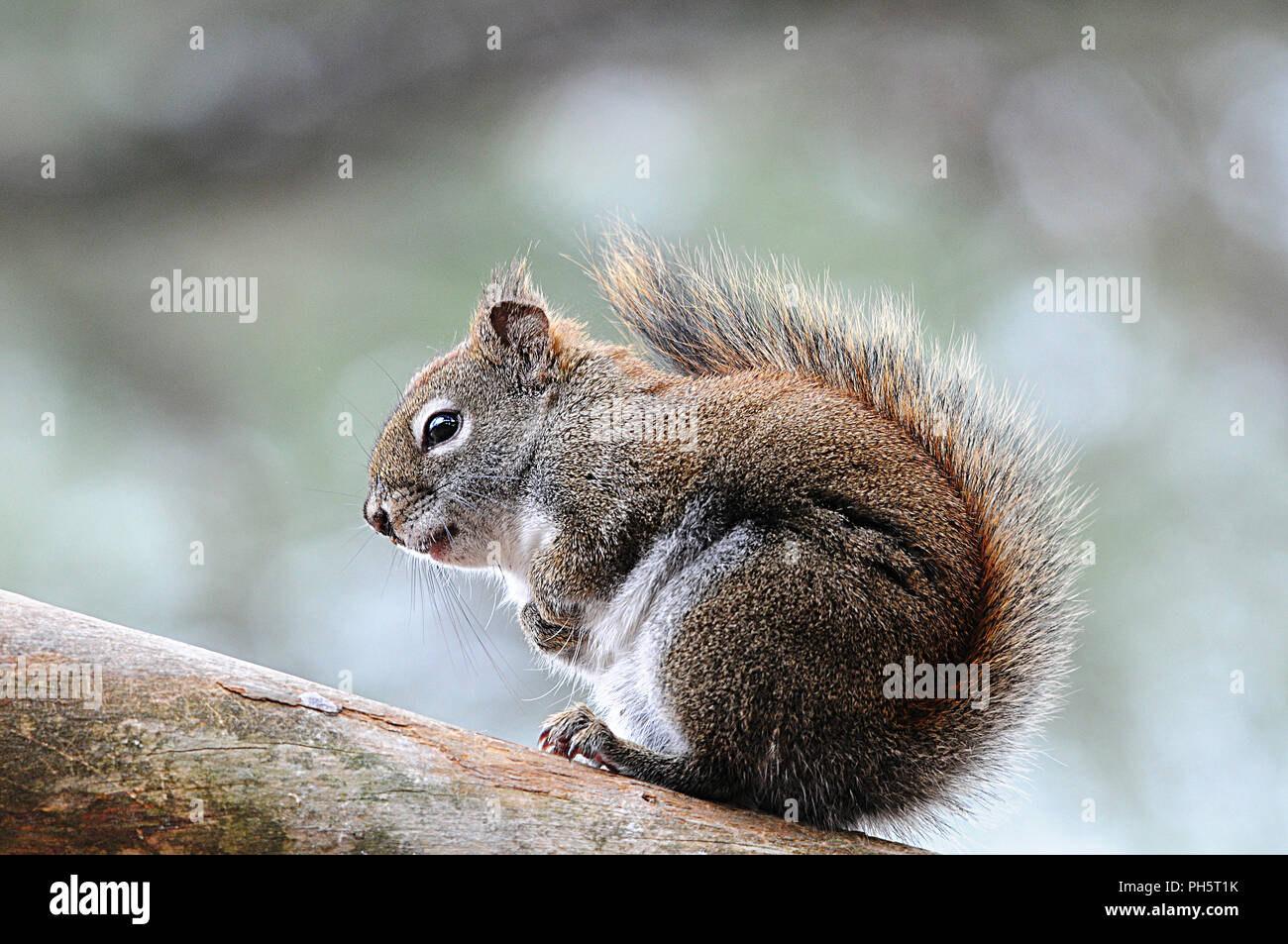 Eichhörnchen sitzt auf einem Ast und seine Umgebung. Stockfoto