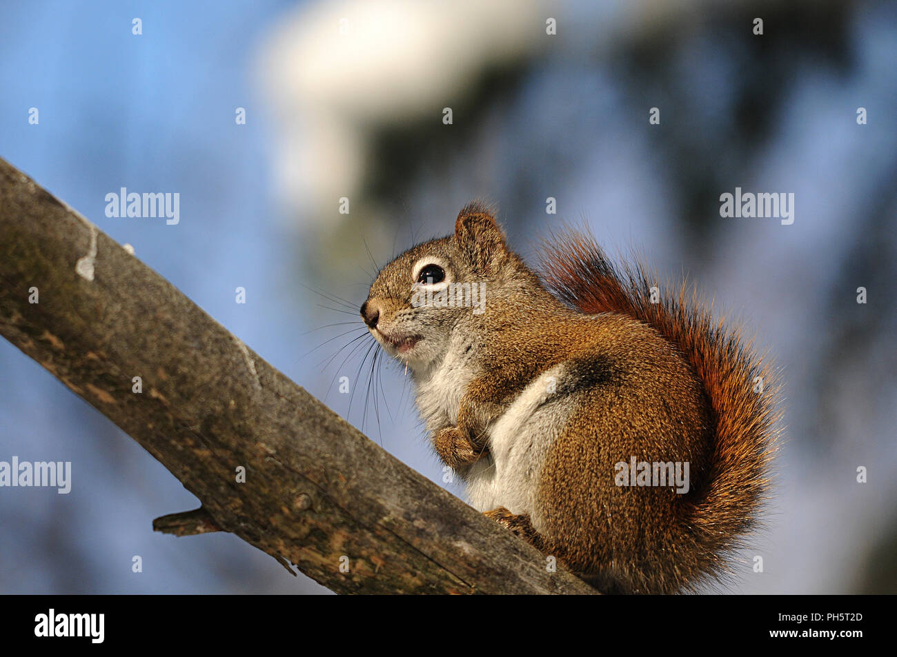Eichhörnchen sitzt auf einem Ast und seine Umgebung. Stockfoto