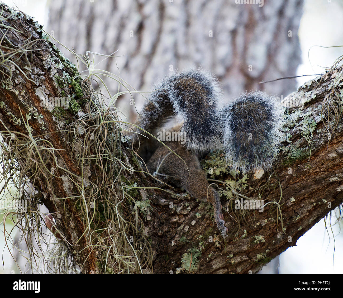 Eichhörnchen paar Paarung und seine Umgebung. Stockfoto