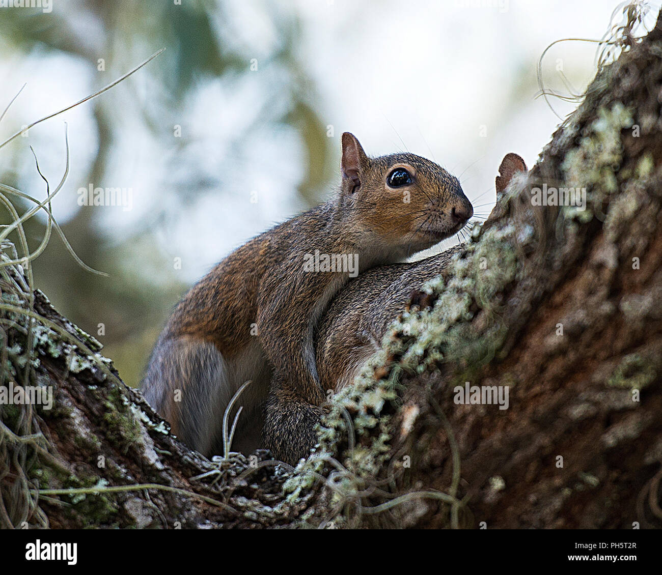 Eichhörnchen paar Paarung und seine Umgebung. Stockfoto