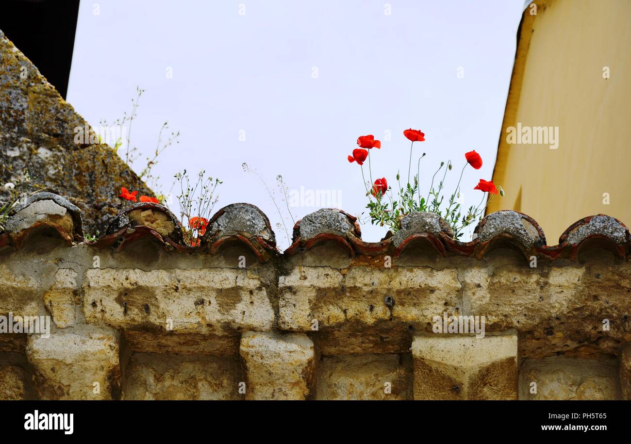 Rote Blumen auf dem Dach, Mohn Stockfoto