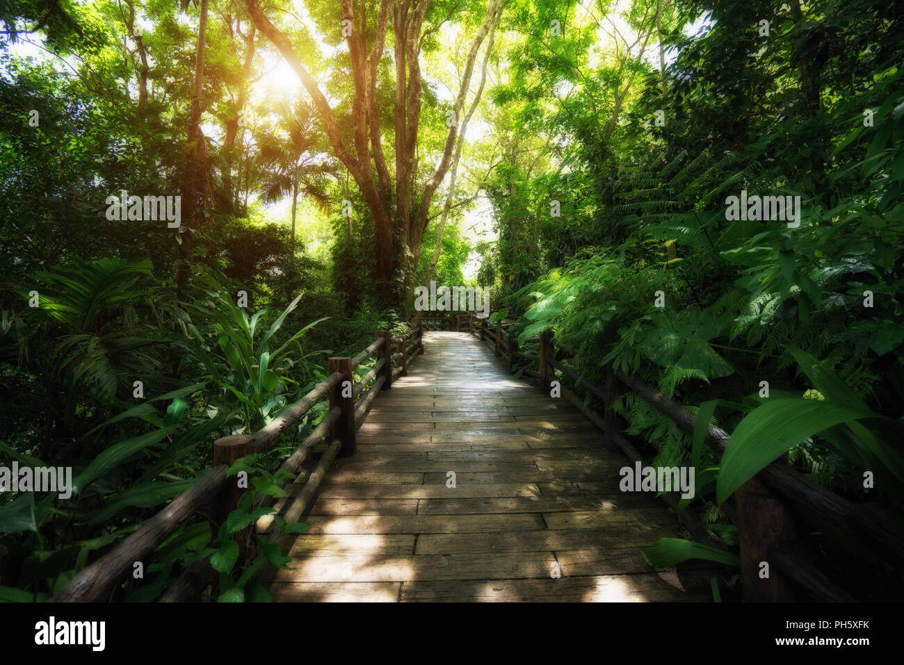 Schönen Regenwald an der Natur Wanderwege in Thailand ist ein sehr beliebt für Fotografen und Touristen. Natürliche und Travel Concept. Stockfoto