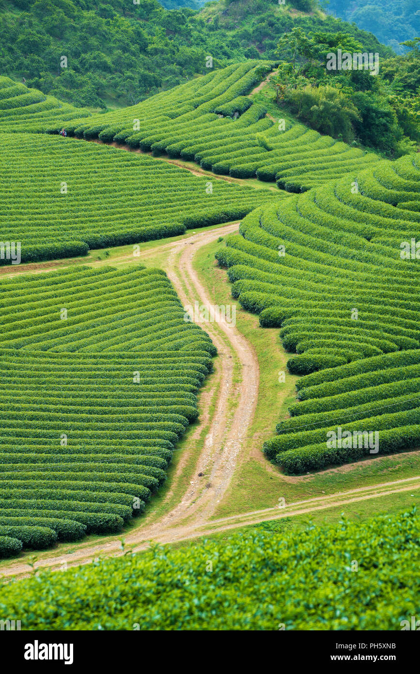 Teeplantage in Moc Chau Village, Son La Provinz, Vietnam Stockfoto