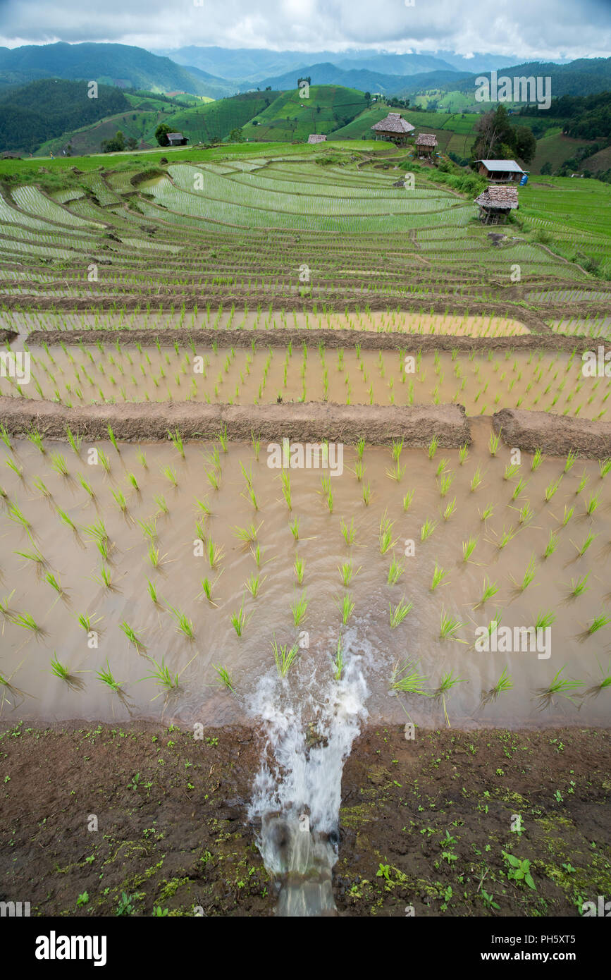 Wasser fließen in transplant Reis terrasse Pflanzgut Feld in Ban Pa Bong Piang, Chiagmai, im Norden von Thailand, niemand Stockfoto