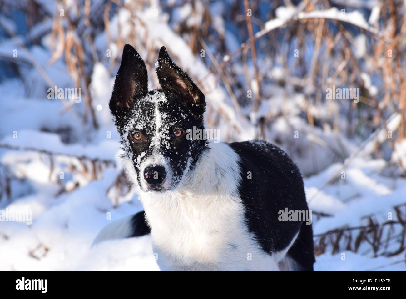 Border Collie im Schnee portrait Stockfoto
