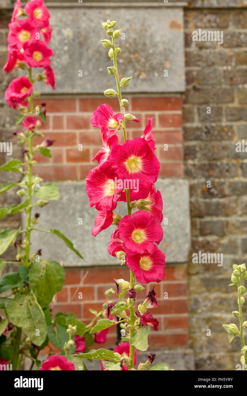 Althaea rosea oder Malve ist ein typisches englisches Cottage Garten Anlage mit ihrer hohen aufrechten Türme der Blumen schaffen einen Farbtupfer im Hochsommer. Stockfoto