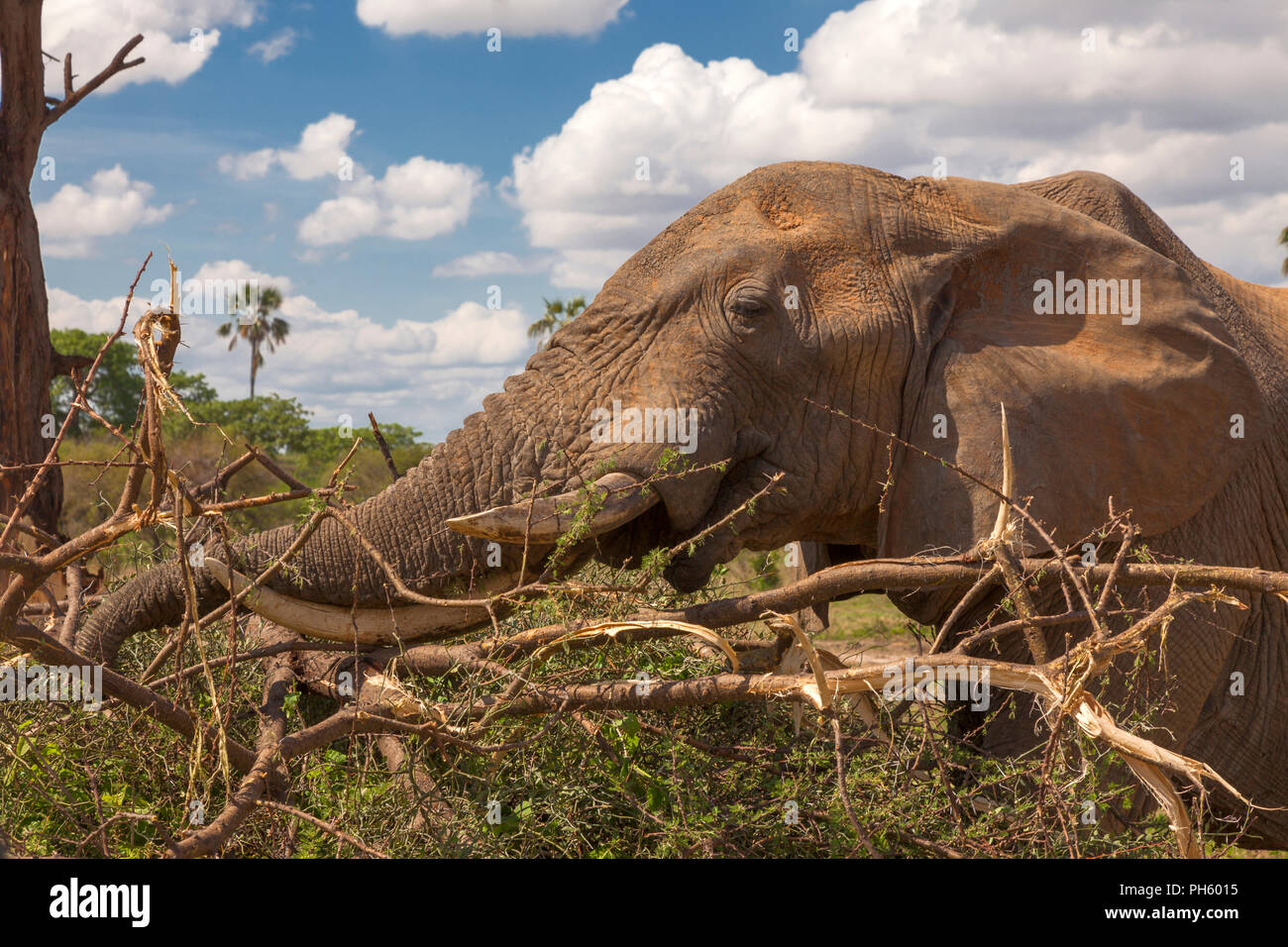 Afrikanischer Elefant (Loxodonta africana), Tansania, Ostafrika Stockfoto