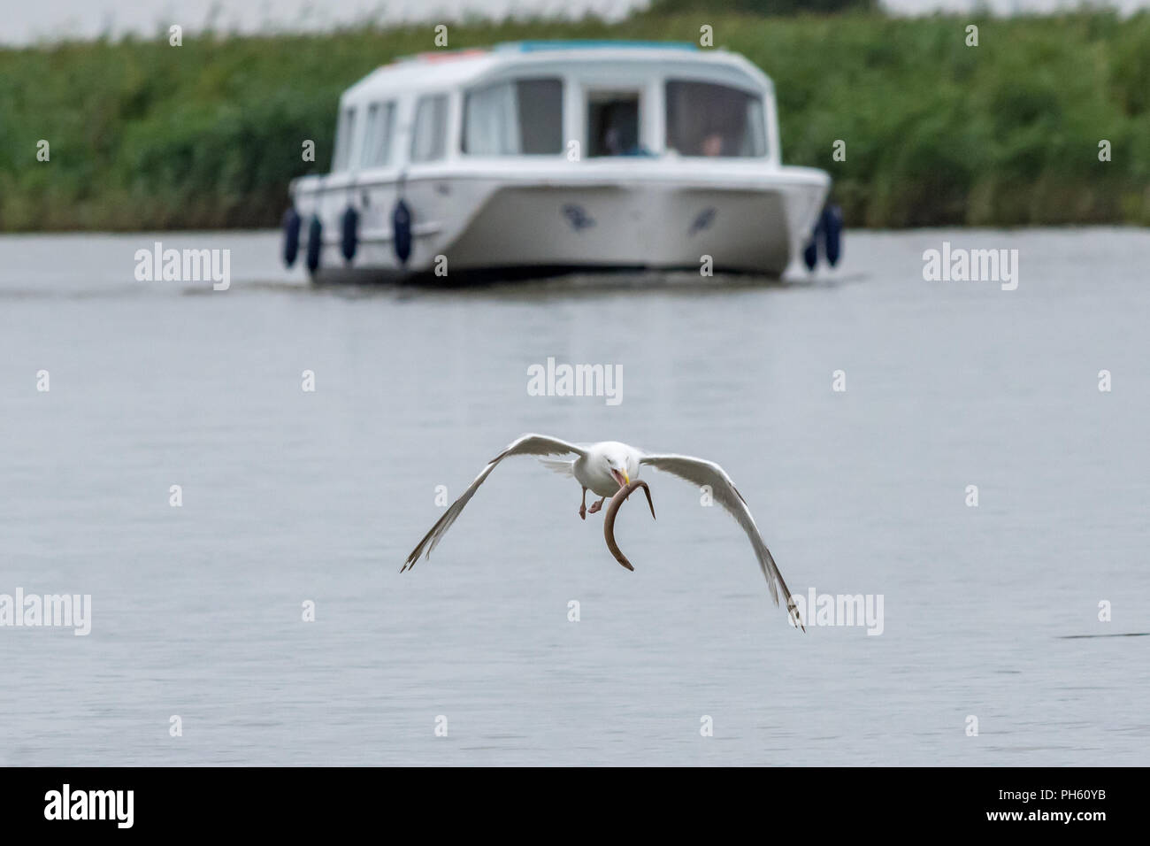 Gefährdete Europäische Aal (Anguilla anguilla) in den Schnabel eines fliegenden Möwe gefangen Stockfoto