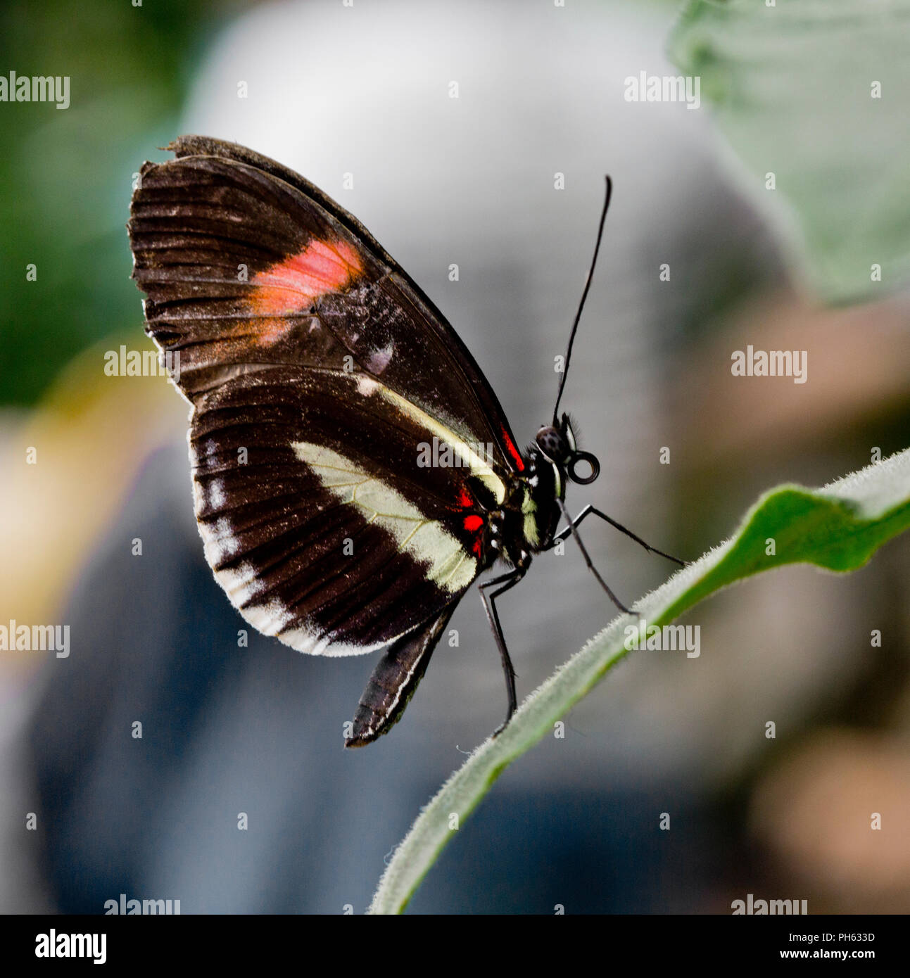 Kleine Briefträger Schmetterling, Heliconius erato aus Mittelamerika und tropisches Südamerika Stockfoto