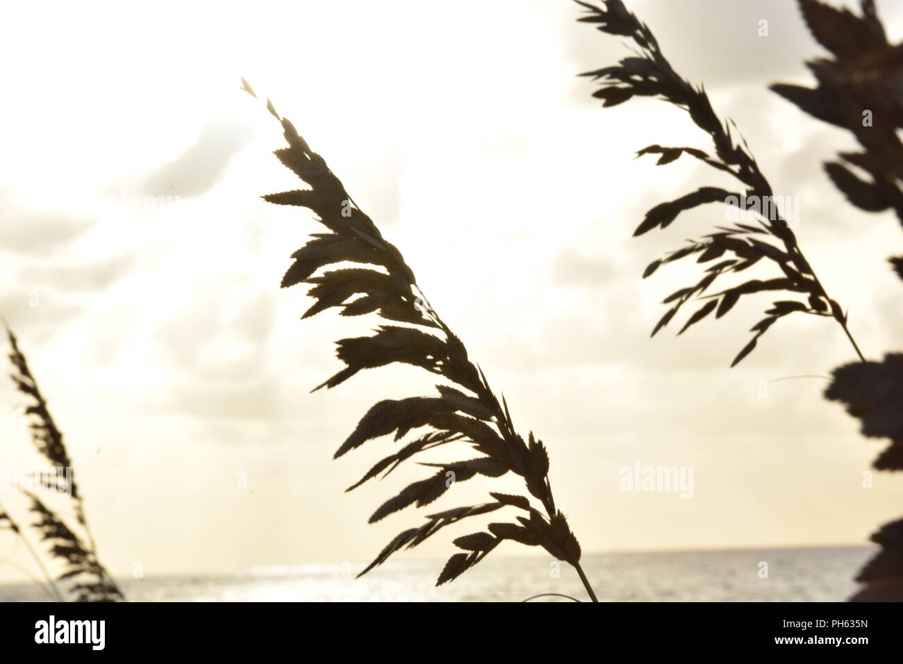Beach grass silhouette Stockfoto