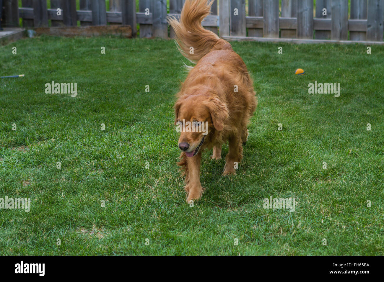 Golddn Retriever mit wunderschönen, weichen, roten Mantel. 3/4 Portrait einer sehr gut aussehenden Hund, laufen in Richtung Kamera. Stockfoto