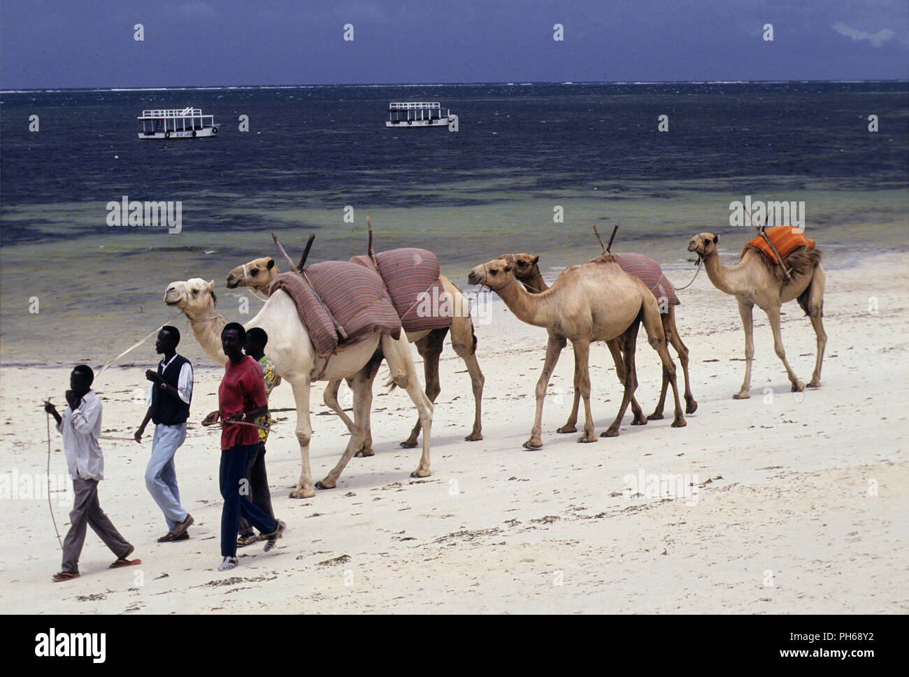 Somali Stammesangehörigen mit ihren Kamelen am Diani Beach. Die verwendeten Tiere sind Touristen auf einem Kamel reiten gegen eine kleine Gebühr zu nehmen, Kenia Stockfoto