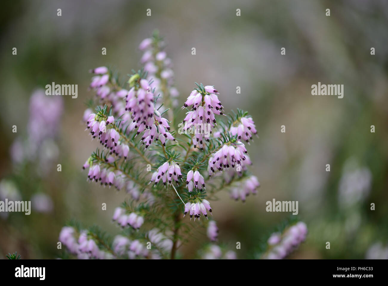 Erica x darleyenis George Randall Stockfoto