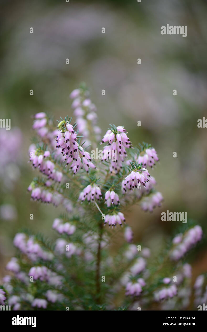 Erica x darleyenis George Randall Stockfoto