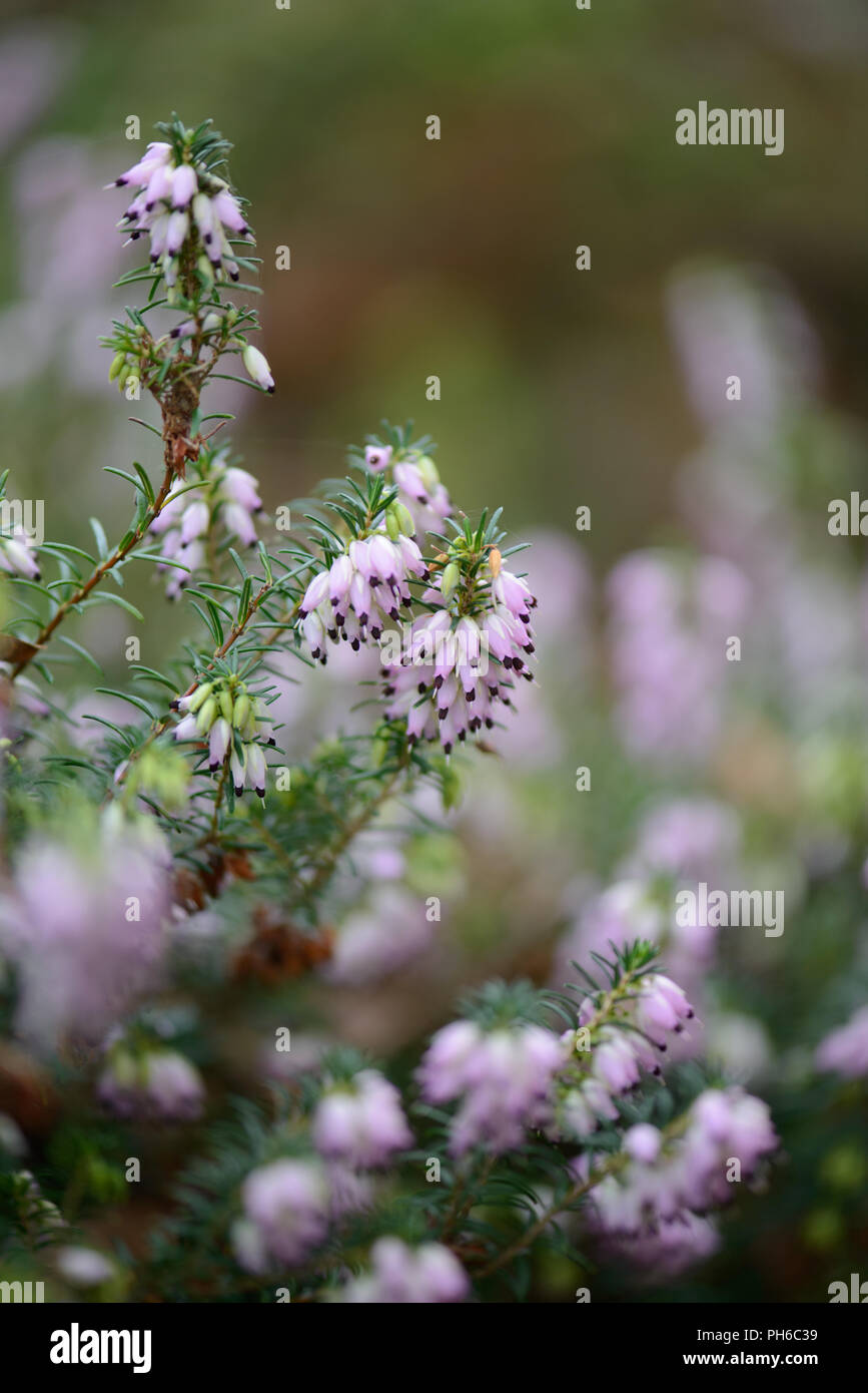 Erica x darleyenis George Randall Stockfoto