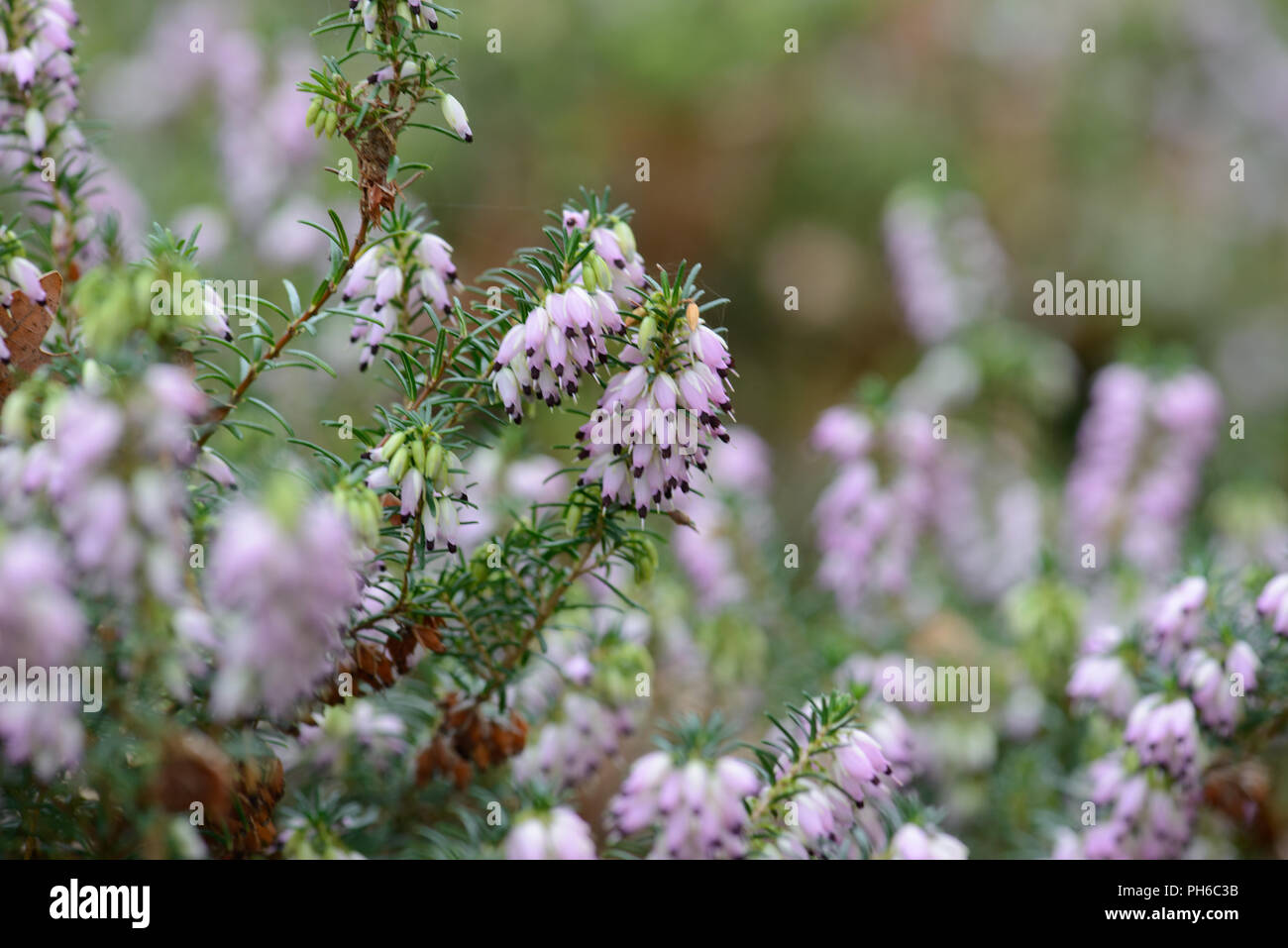 Erica x darleyenis George Randall Stockfoto