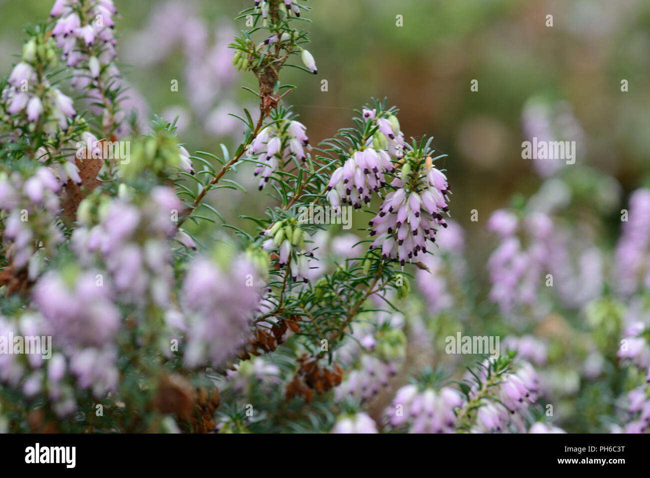 Erica x darleyenis George Randall Stockfoto