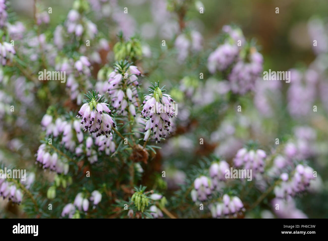 Erica x darleyenis George Randall Stockfoto