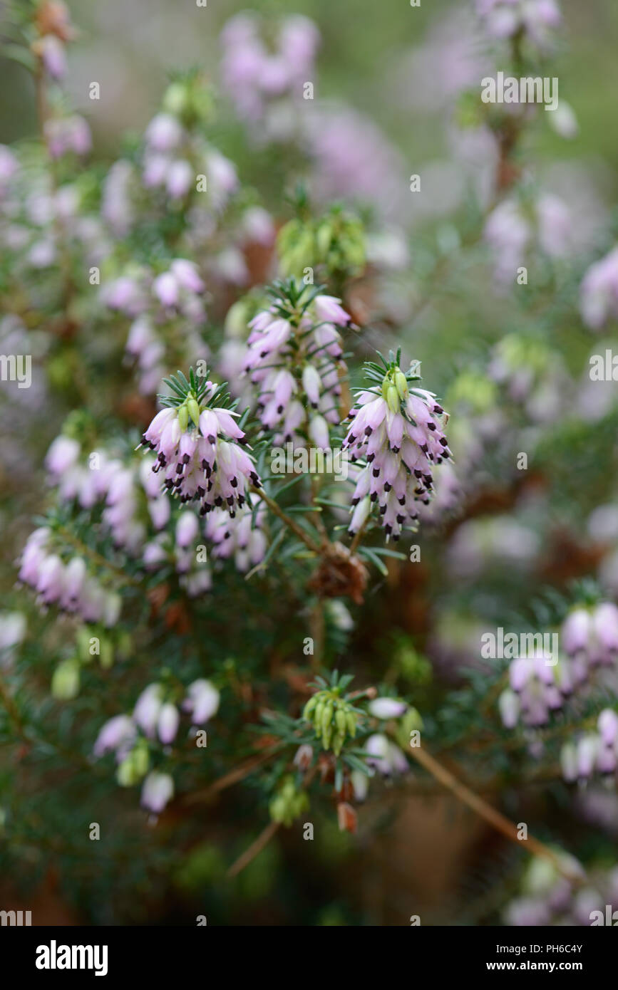 Erica x darleyenis George Randall Stockfoto