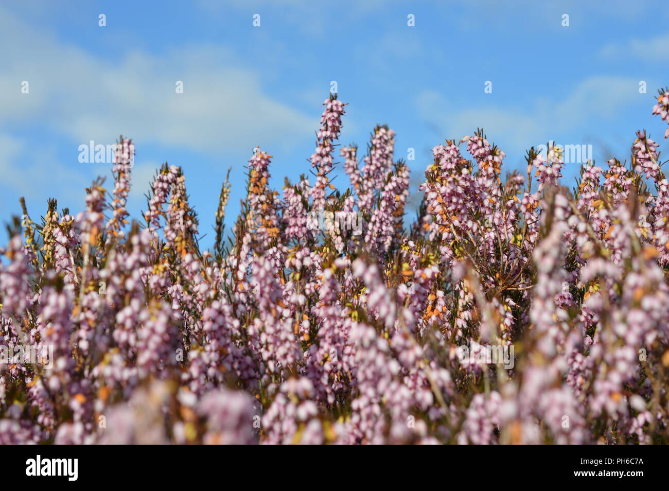 Erica x darleyenis George Randall Stockfoto