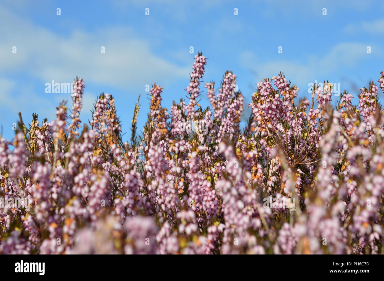 Erica x darleyenis George Randall Stockfoto